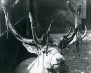 Un cerf mature de Wallich, perdant son velours au zoo de Londres, octobre 1922 - Frederick William Bond